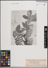 Foto von Salix daiseniensis Seemen